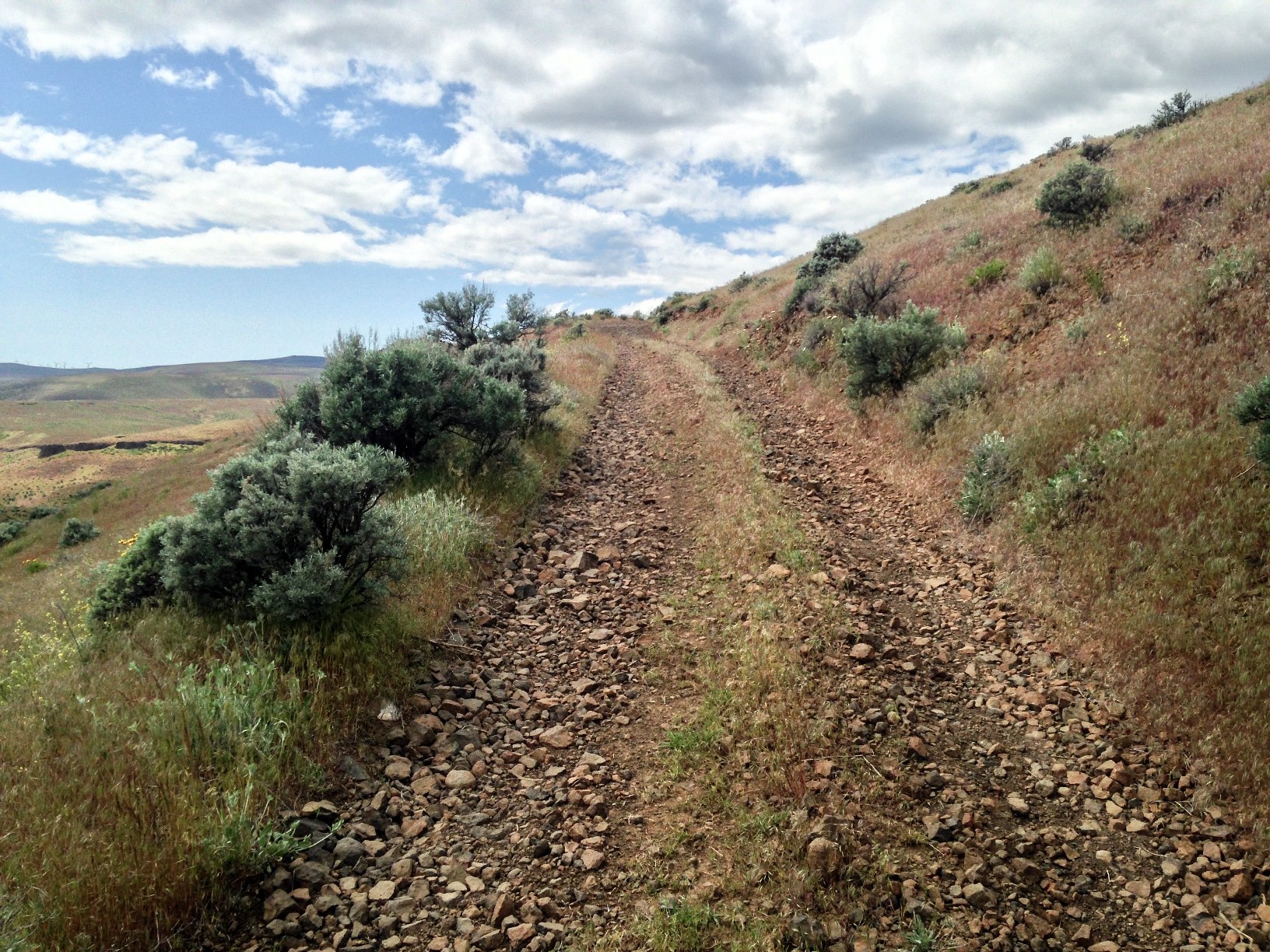 Ginkgo by ElleBee.jpeg