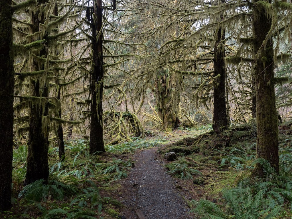 Hoh River by Bill.jpeg