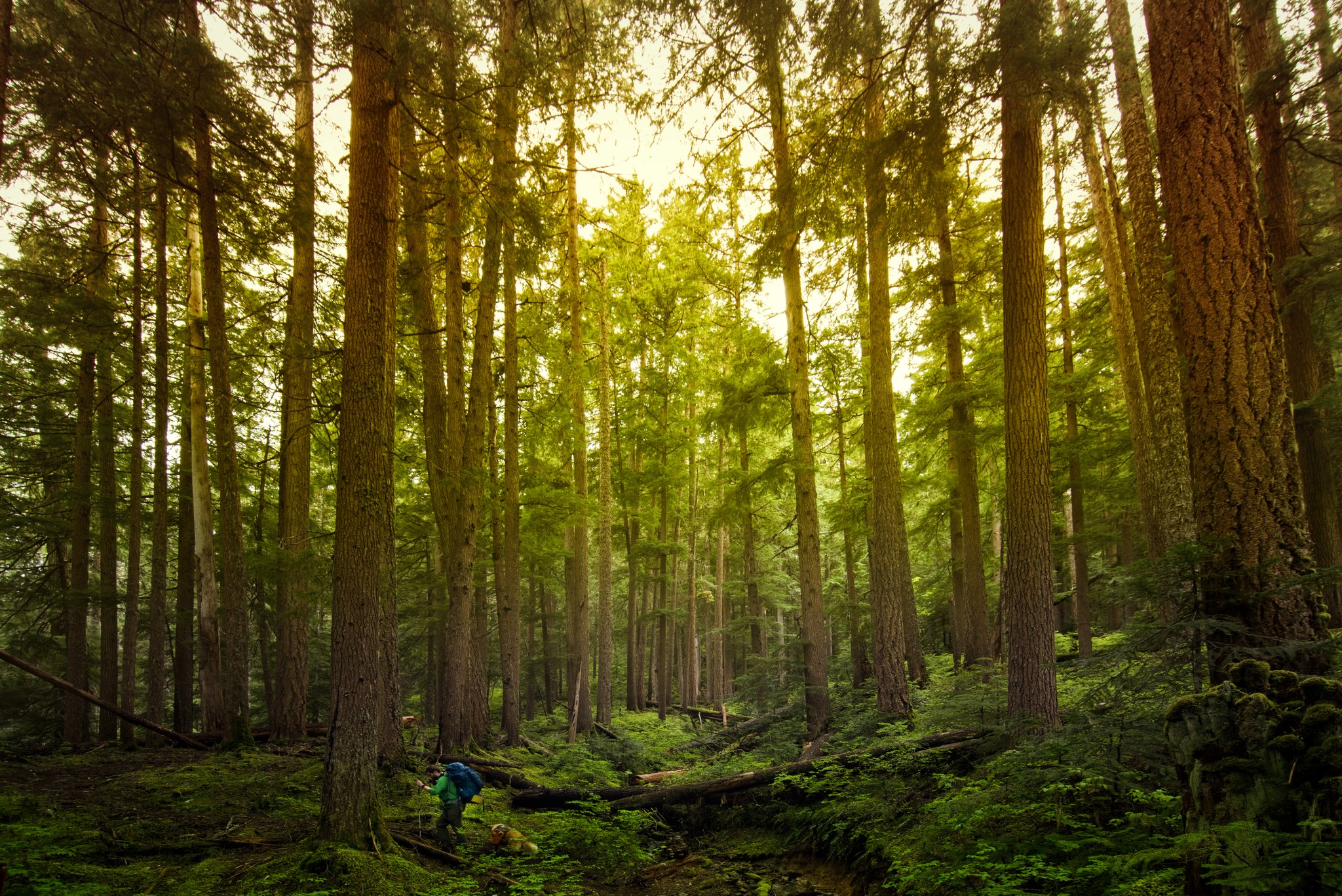 Greenwater Trail. Photo by zoshyii.jpeg