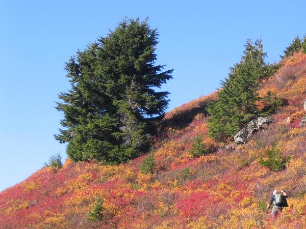 Bare Mountain