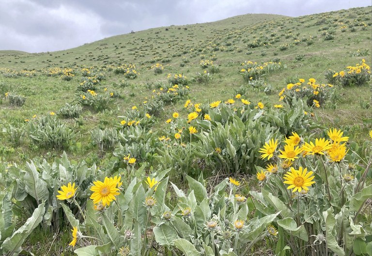 climber keith cashmere canyons.jpeg climber keith cashmere canyons.jpeg