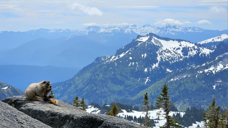 Marmot siting on rock outcrop with mountains in background. 
