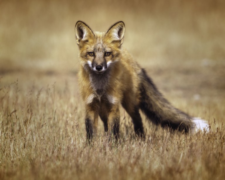 Pika by Ellen DeLong A read fox stands in a field of dry grass. by Rajashekhar Shirantadka