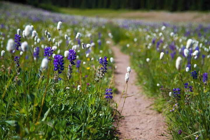 1288-grand-park-mount-rainier-national-park_8087495235_o-720x480-6d3f579d-f1f6-45f3-bf77-8b8cb7c6dcc7.jpg