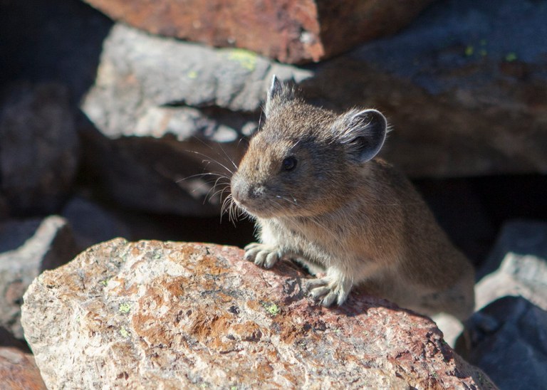 Pika by Ellen DeLong