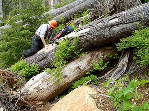 One example - among many - of the blowdowns along the Colonel Bob trail. Photo by Megan McKenzie.