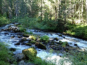 The Upper Dungeness River. Photo by Jane. 