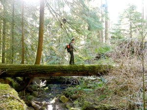An old log crossing on the Lower Gray Wolf River. Photo by austineats.