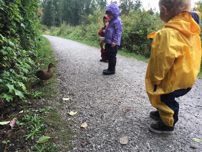 Wild Whatcom kids Three kids in rainsuits stand on a paved path and look at a female mallard duck.