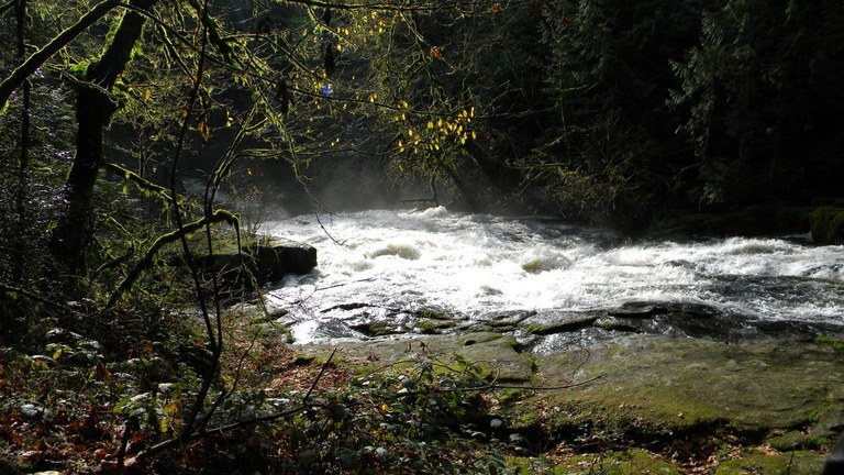 Lacamas Creek Photo by Luis O.jpeg
