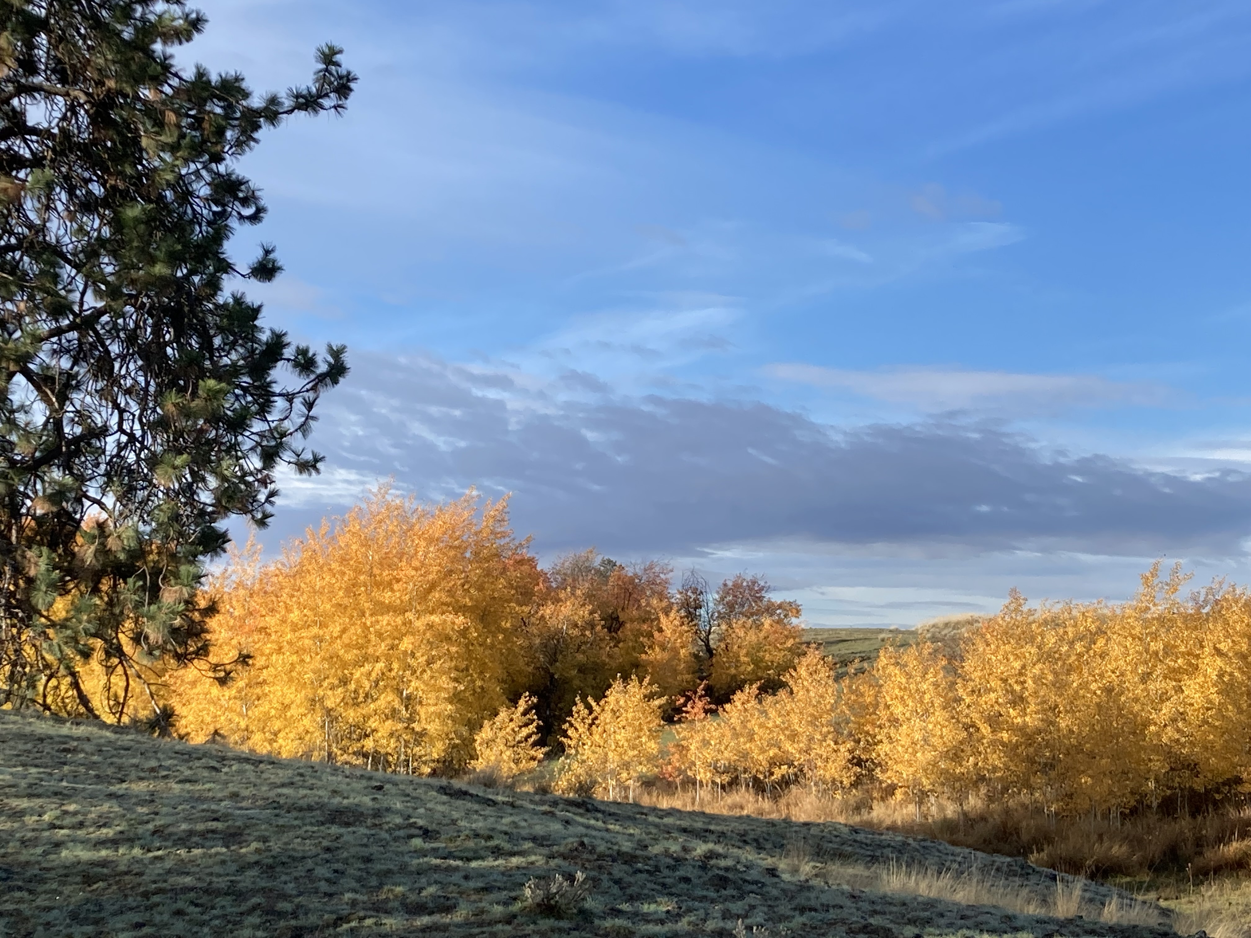 Fishtrap Recreation Area aspen grove