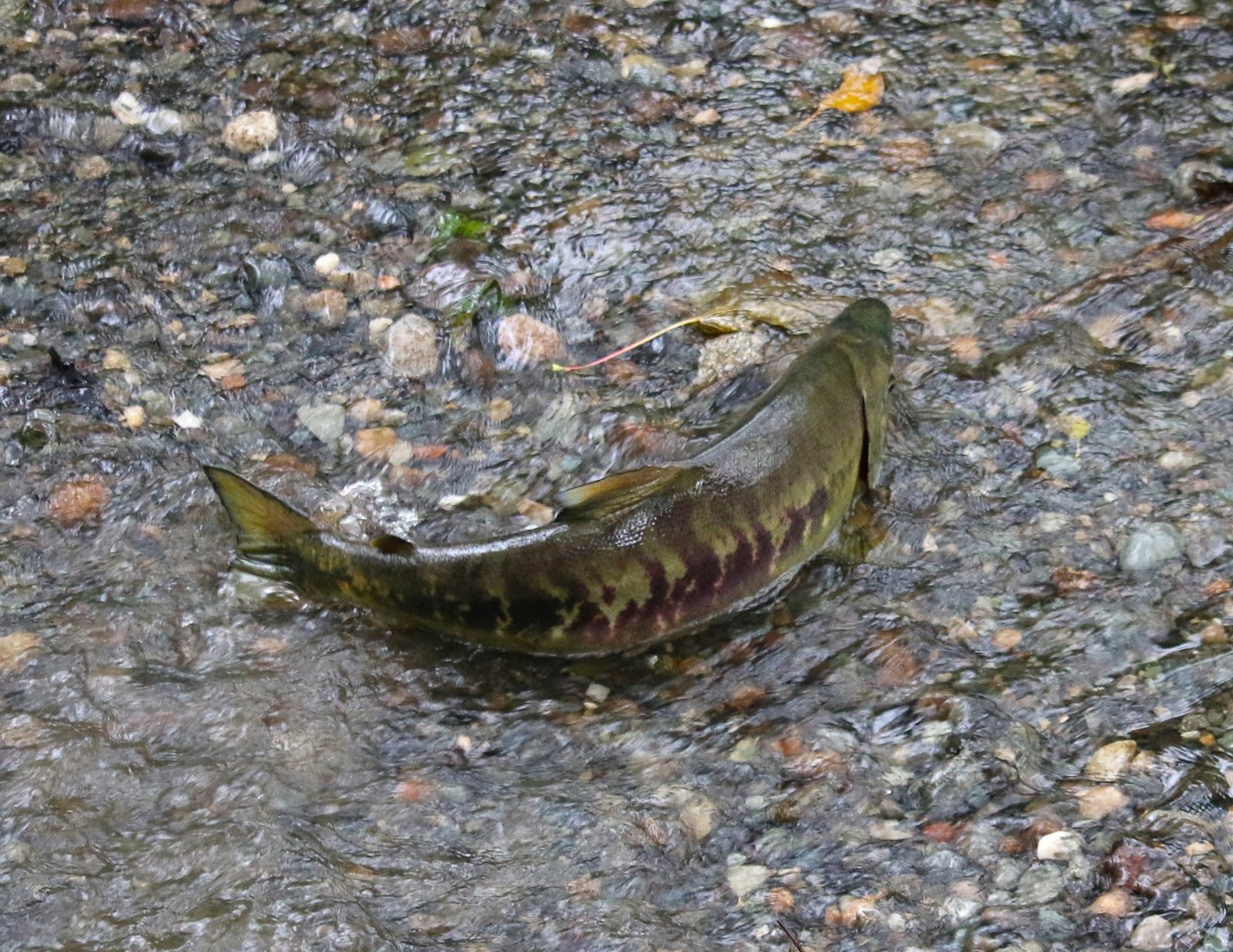 green and red salmon swimming in a shallow, rocky stream with most of its body out of the water. 