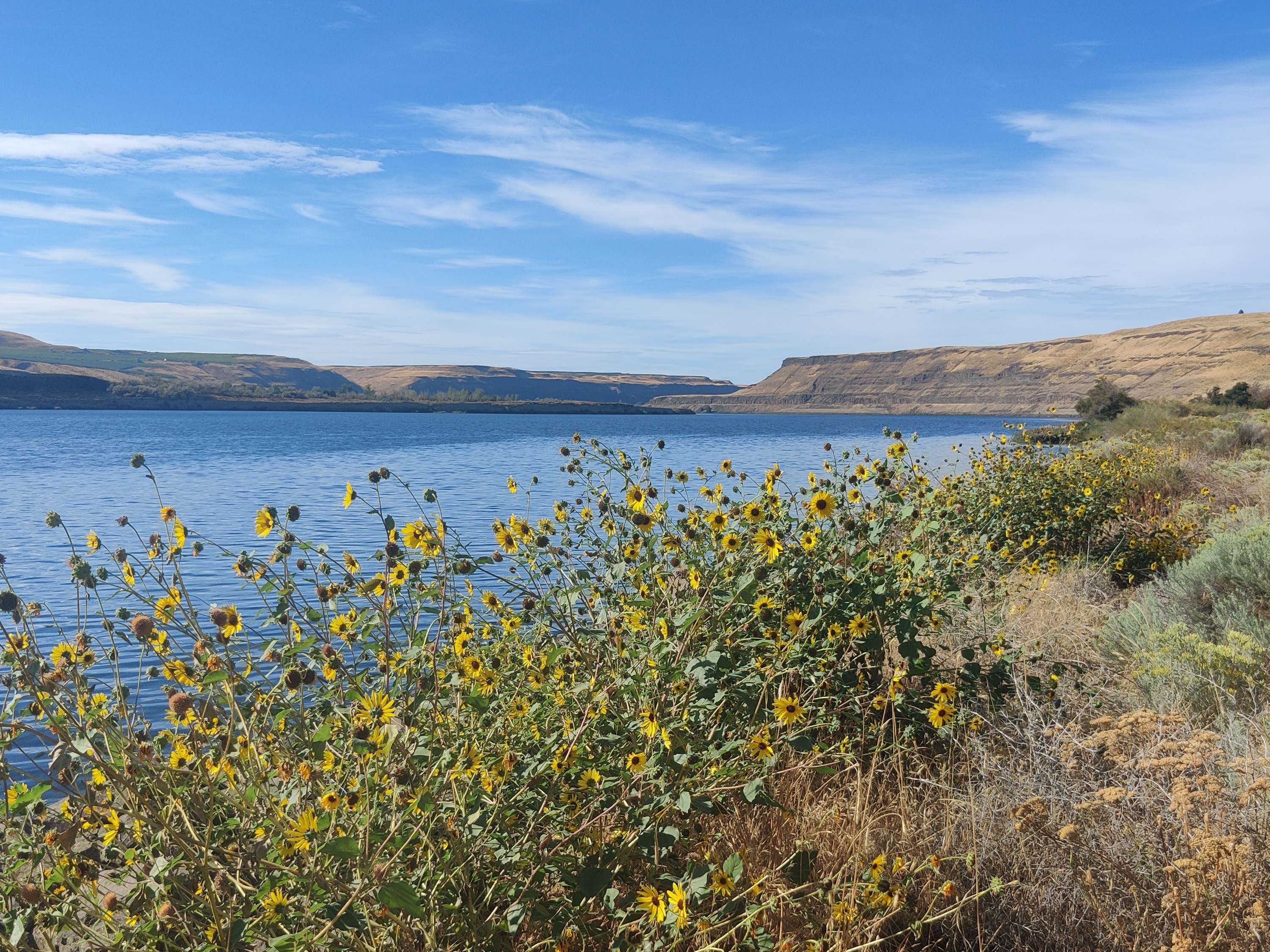 Wildflowers and the Snake River along the Columbia Plateau Trail. Photo by Connoquenessing.