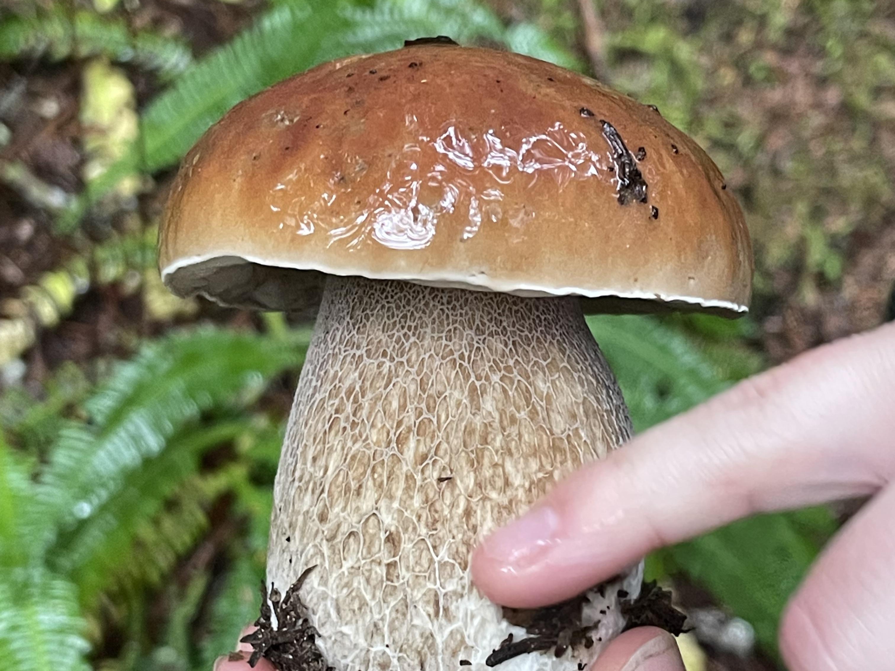 A large mushroom found on the Deception Creek trail. Photo by Birb.