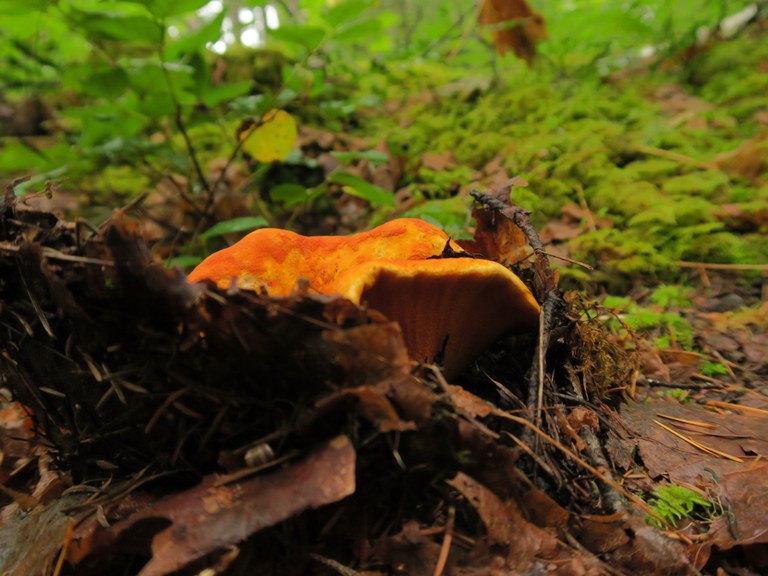 lobster mushroom_muledeer.jpeg lobster mushroom_muledeer.jpeg