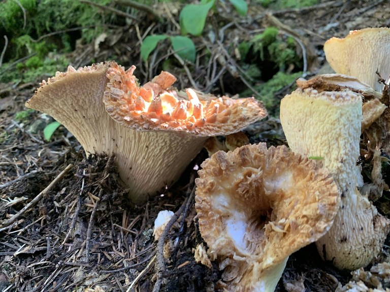 Lodge Lake mushrooms. Photo by Shelby Pothier.  A cluster of mushrooms.