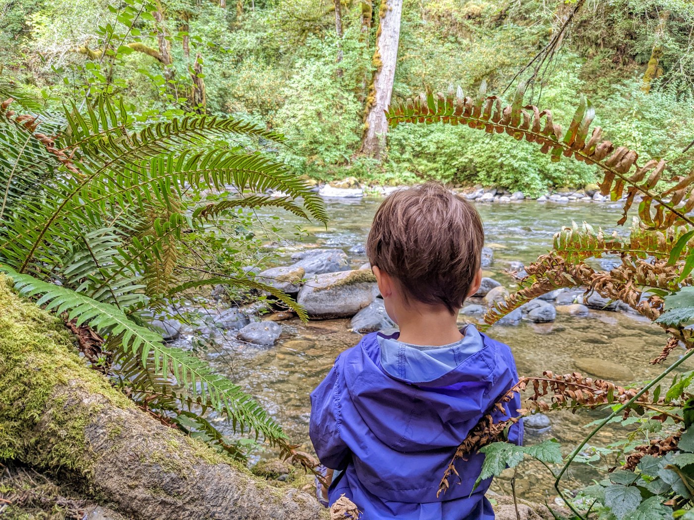 Child facing away from camera in blue jacket stands in front of river trail surrounded by greenery and ferns.