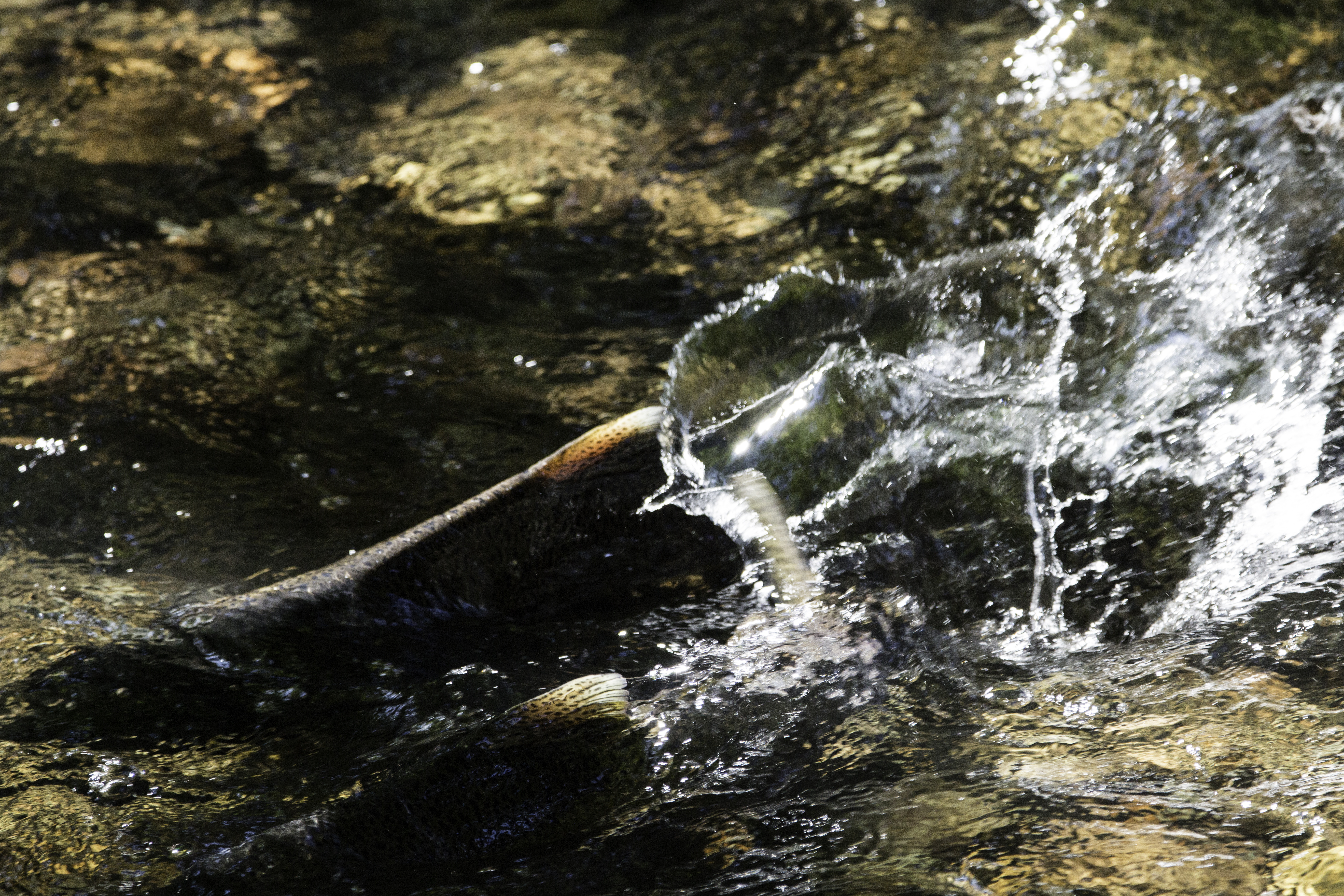 Back of salmon splashed through stream. Rocky pebbles visible below.