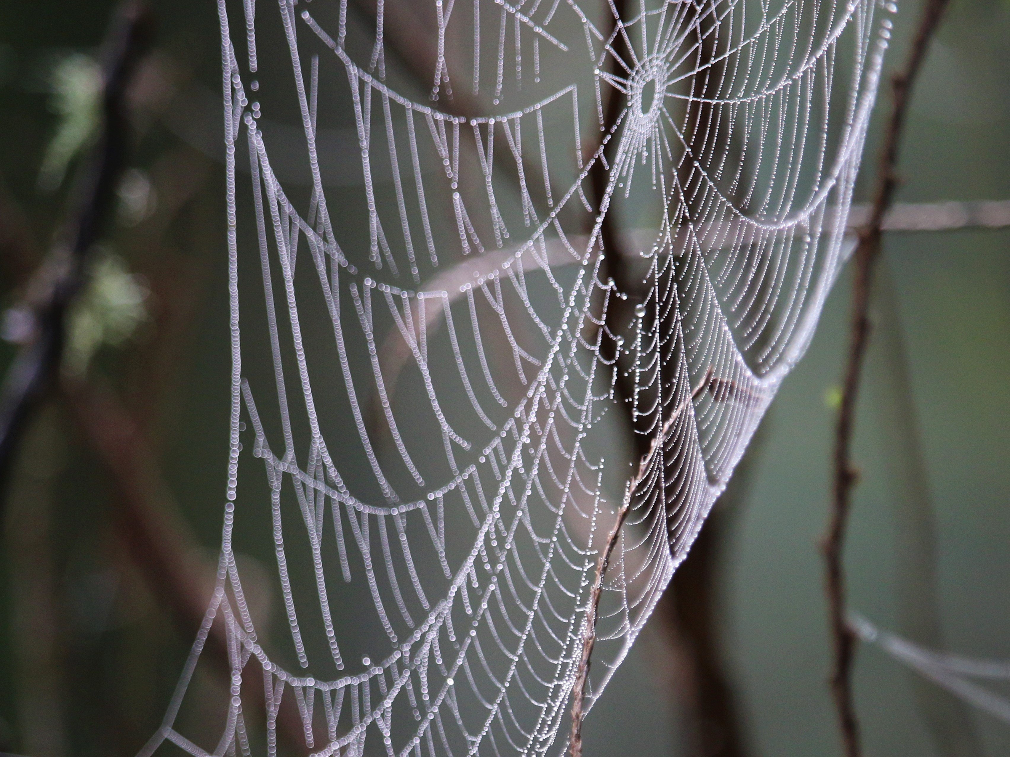 Morning dew on a spider web at Gold Creek County Park. Photo by wafflesnfalafel.