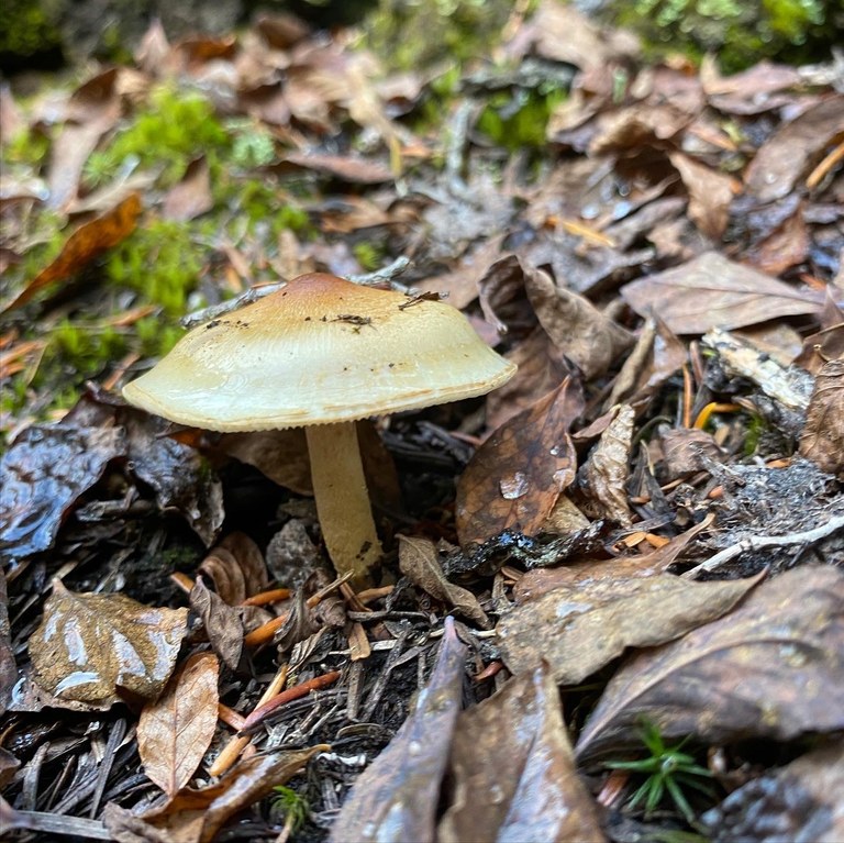 Trapper Peak mushroom. Photo by CJ44. A single mushroom poking through fallen leaves.