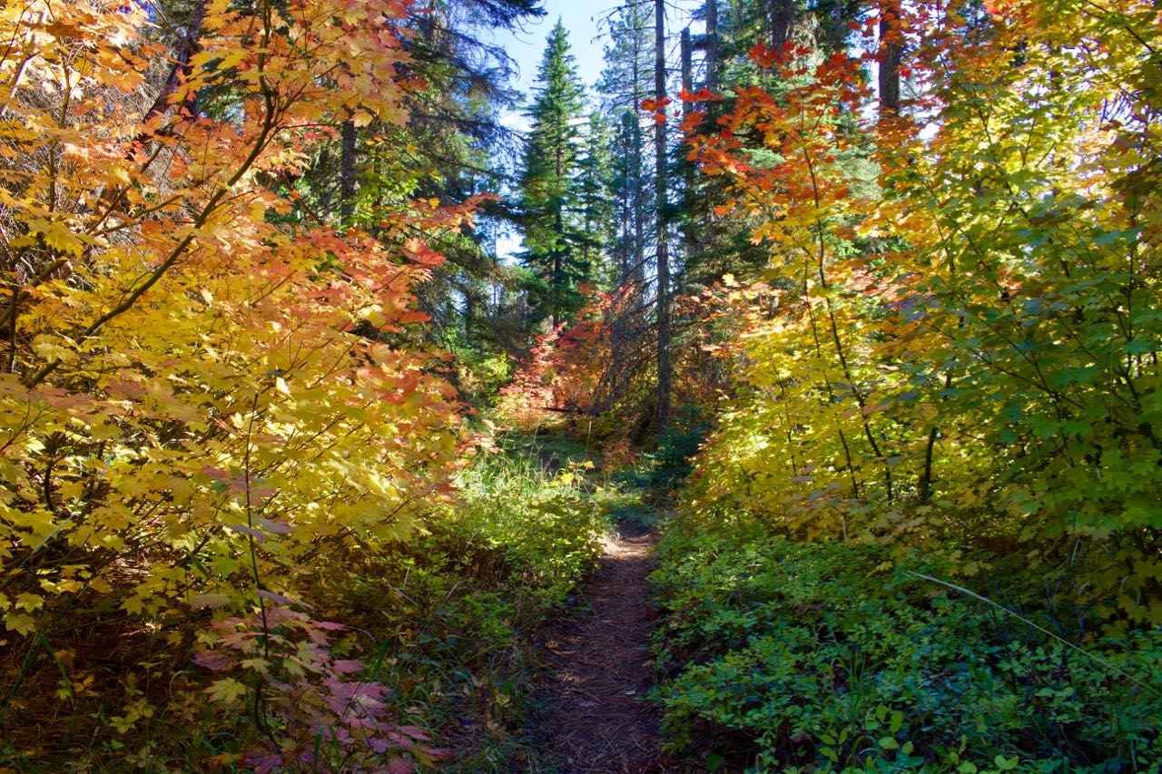 Dense fall foliage along the Wicky Creek Trail.