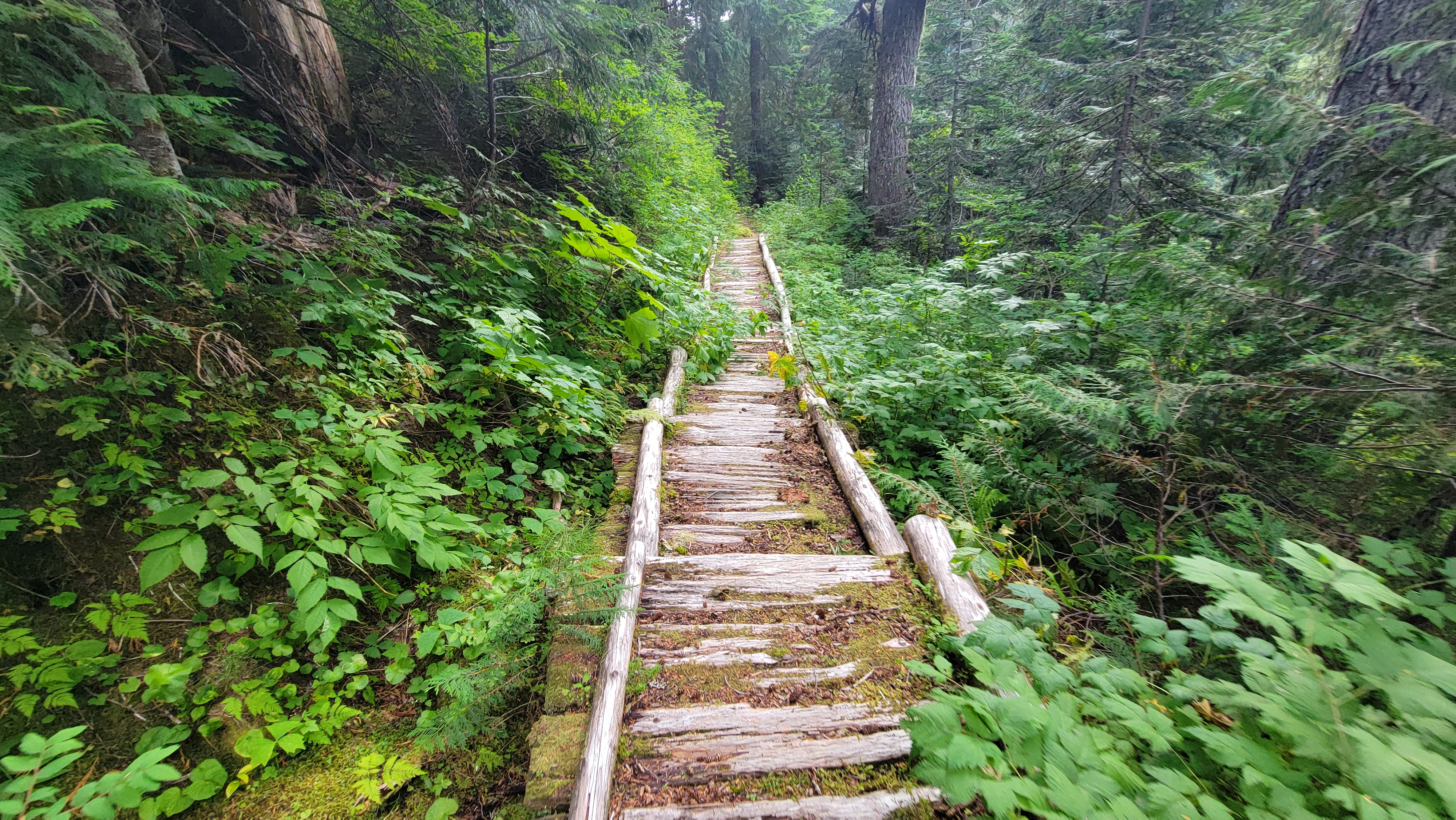 boardwalk through lush forest