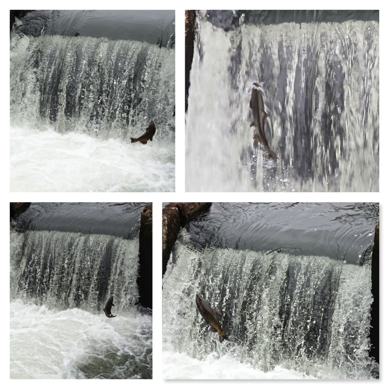 Jumping salmon at fish ladders. 