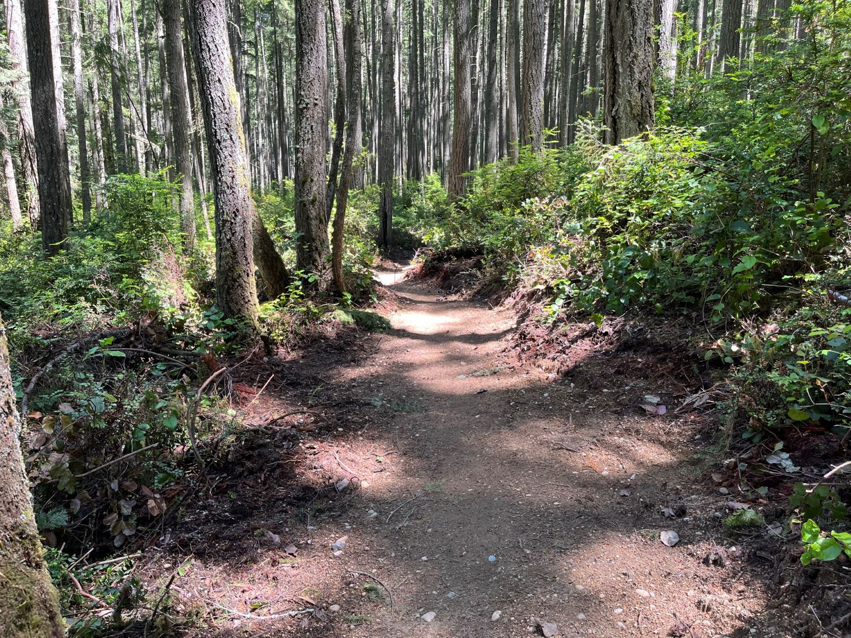 Trail at Banner Forest Heritage Park. Photo by Patrick Sullivan.