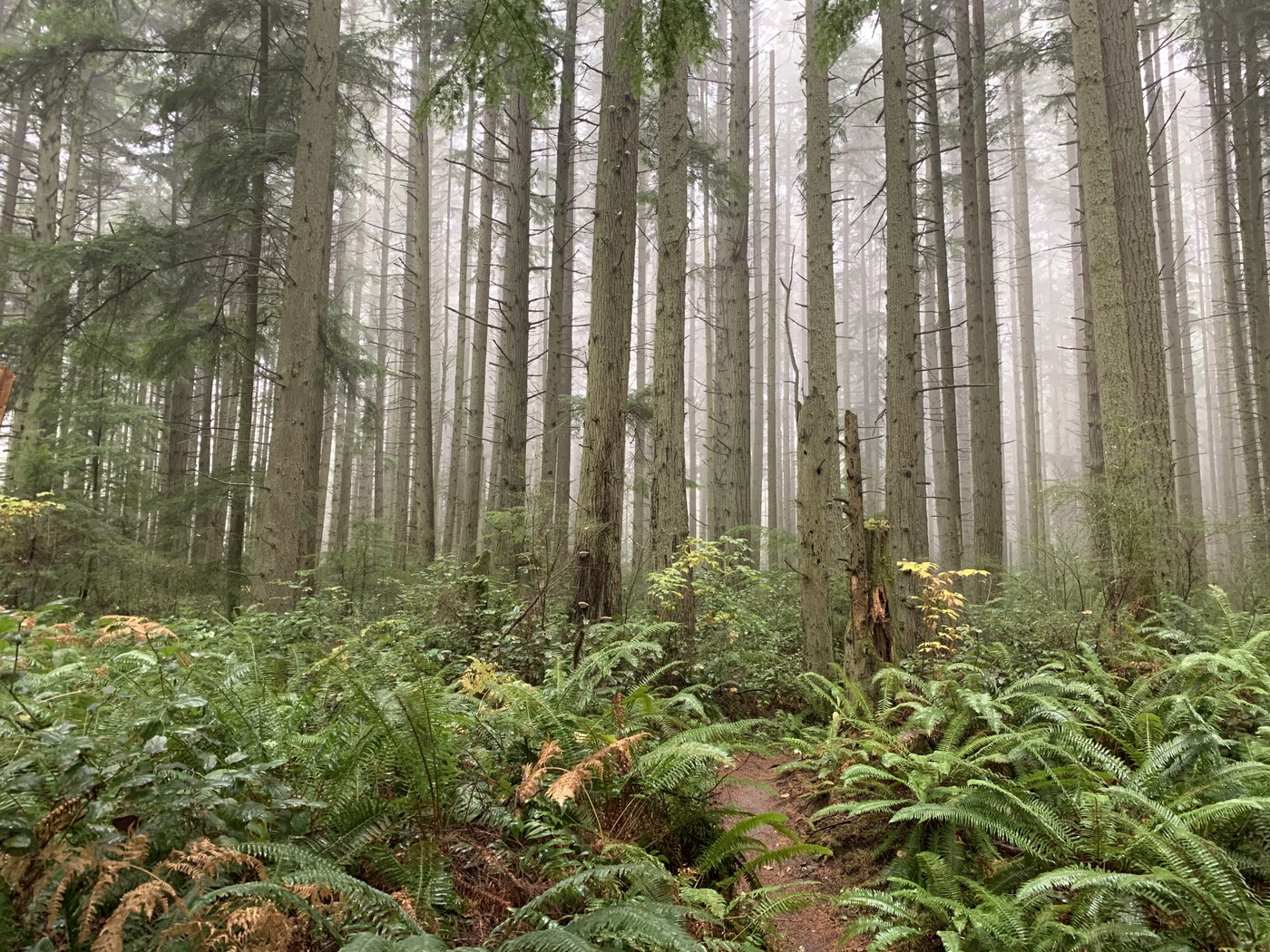 Camano Ridge Trail