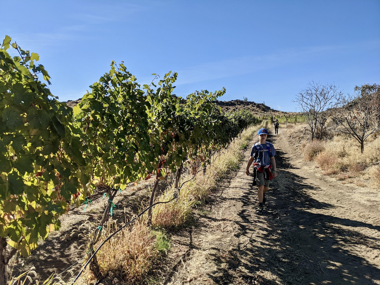Vineyard near the Cowiche Canyon Preserve. Photo by Rutabaga. Winery trail right next to the Wilridge Winery vineyard at Cowiche Canyon Preserve. Photo by Rutabaga.
