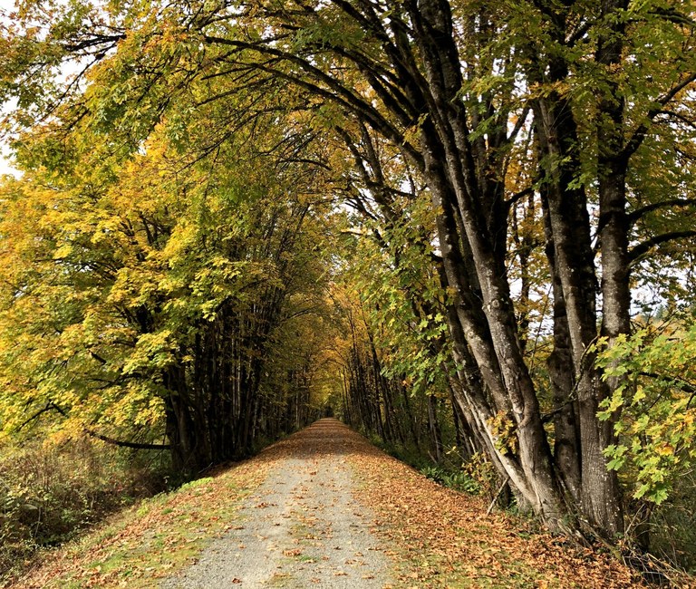 Fall colors on the Snoqualmie Valley Trail. Photo by kokay.