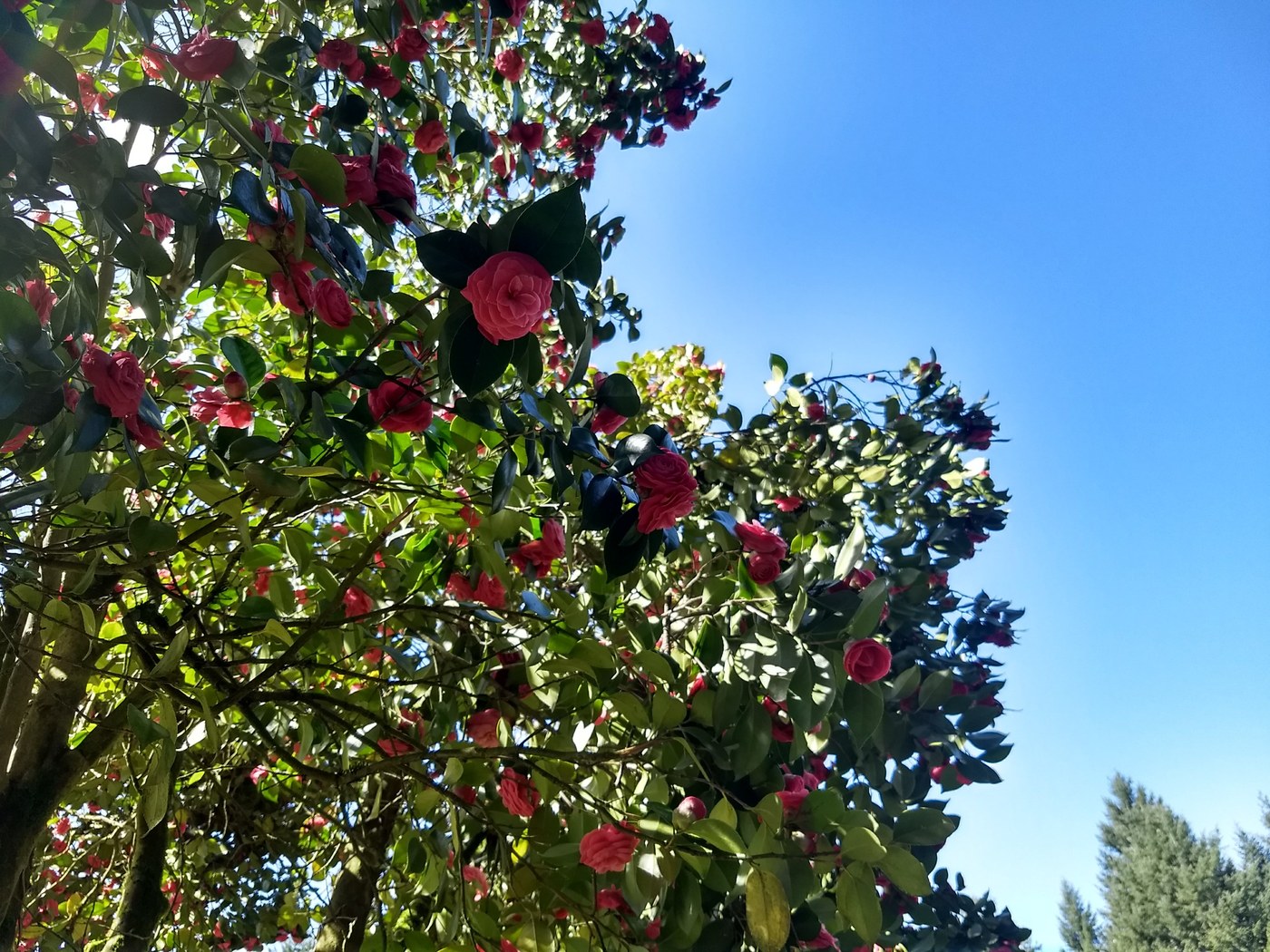 Flowers on trees