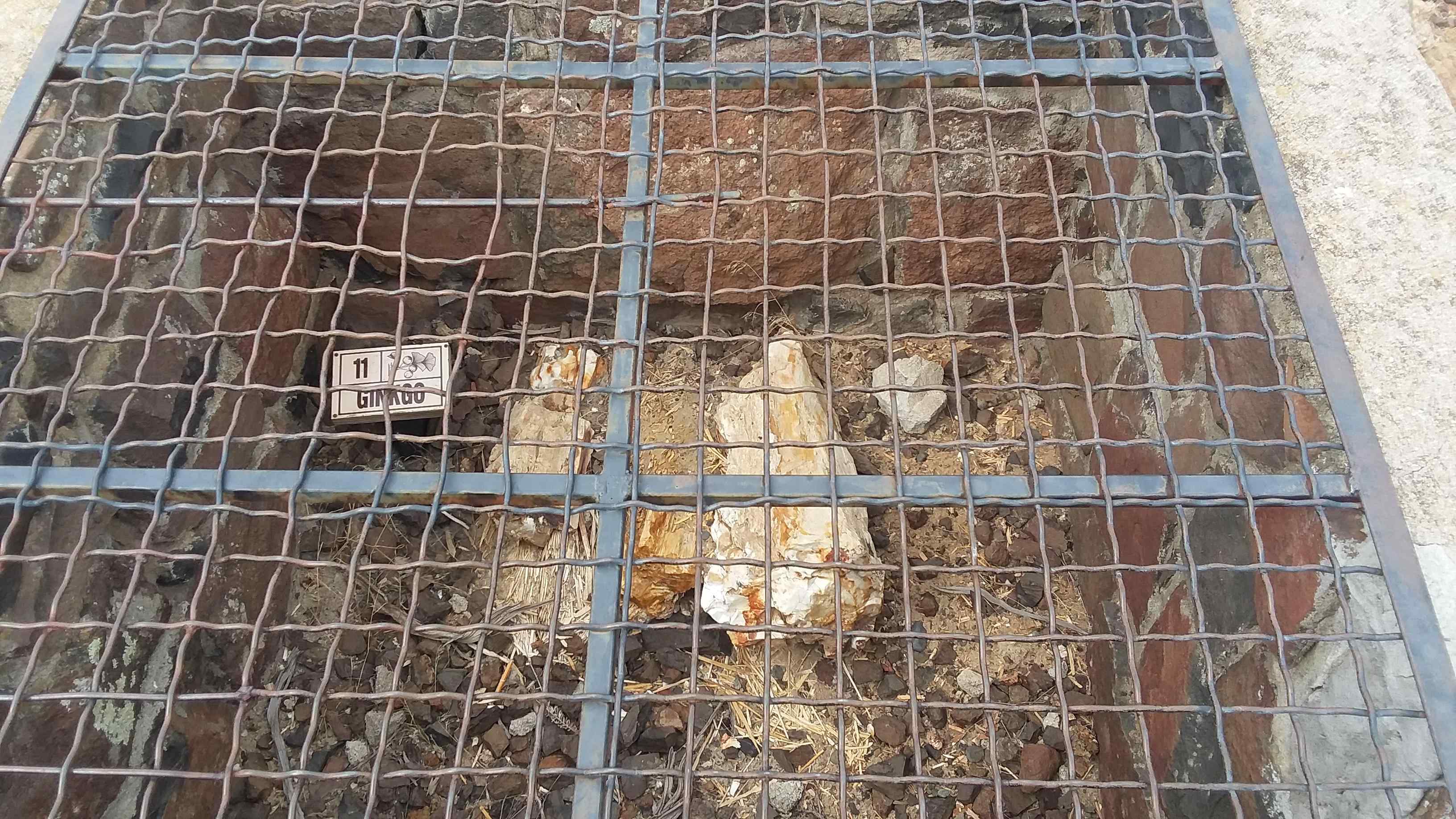 Caged petrified wood at Ginkgo Petrified Forest. Photo by T'sa Rosie. Ginkgo petrified wood under a grate or cage on the Ginkgo Petrified Forest Interpretive Trails. Photo by T'sa Rosie.