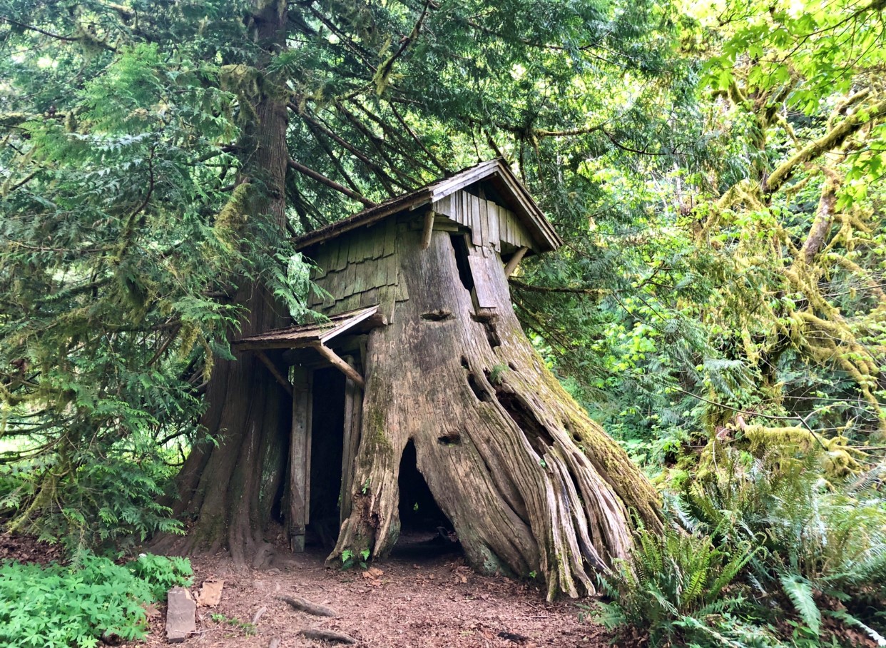 Stump House at Guillemot Cove. Photo by inlovewiththepnw. Stump House made of a large old hollow cedar stump with a door, awning and roof at Guillemot Cove. Photo by inlovewiththepnw.