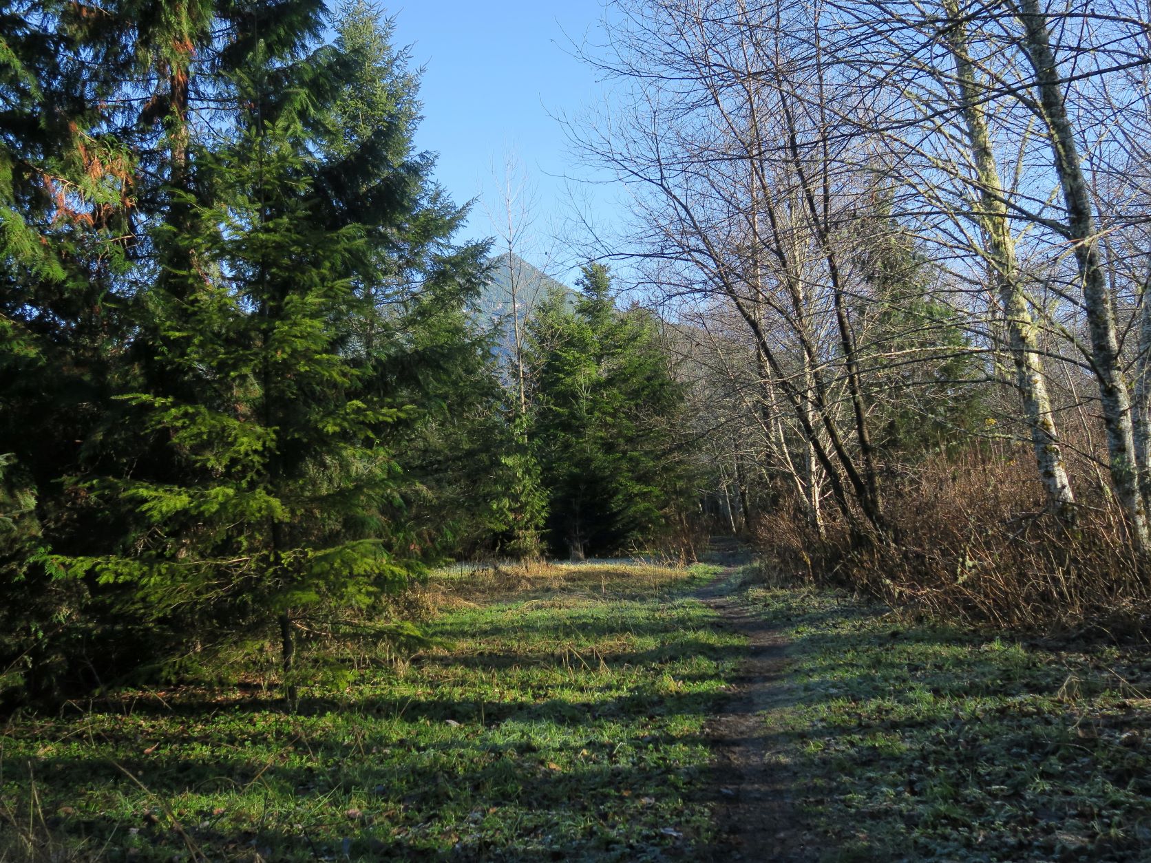 Wooded green Marblemount Boat Launch Trail. Photo by Muledeer.