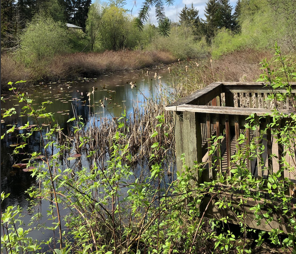 pond with reeds and overlook