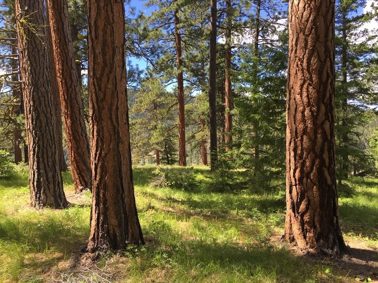 Ponderosa pine tree forest.