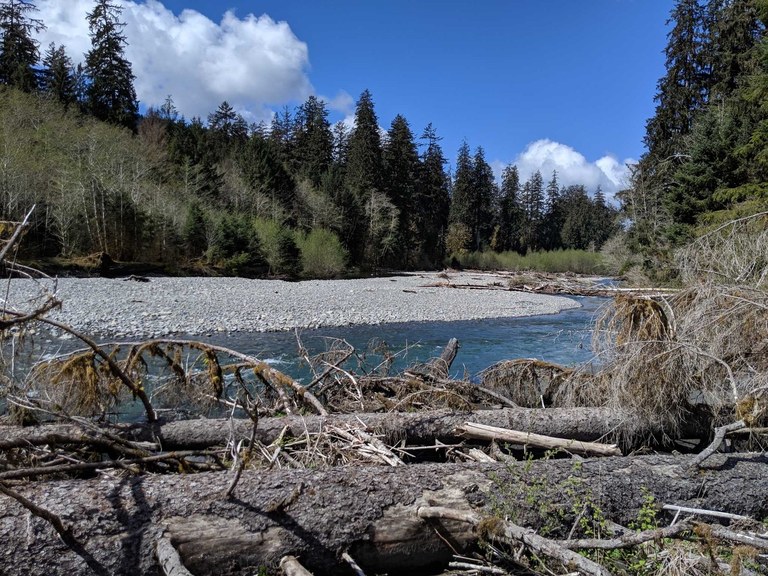 A broad blue river peeps out behind driftwood on the shores beneath a blue sky