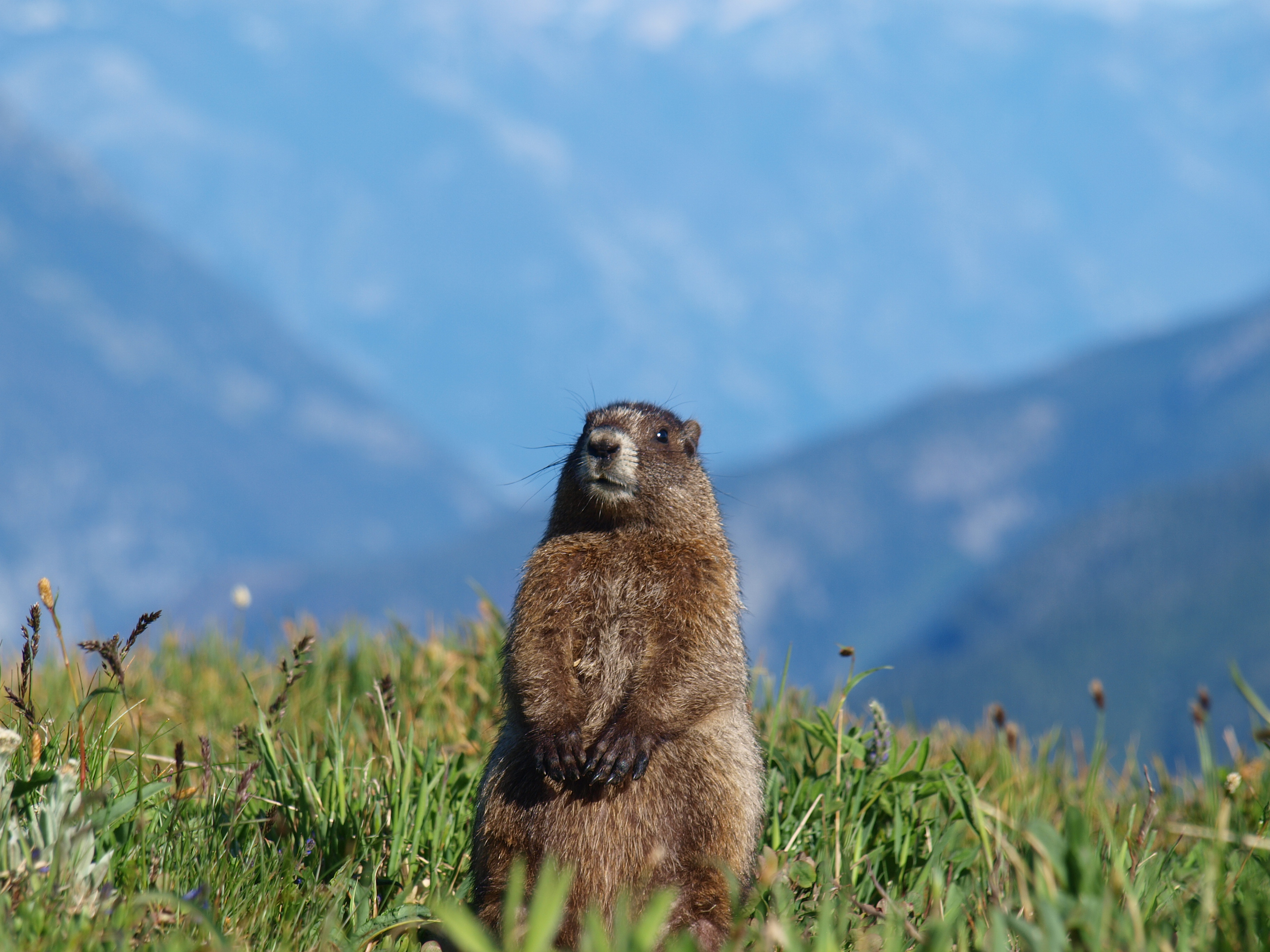 A marmot sits up in a field. Photo by Doug Kirschner.