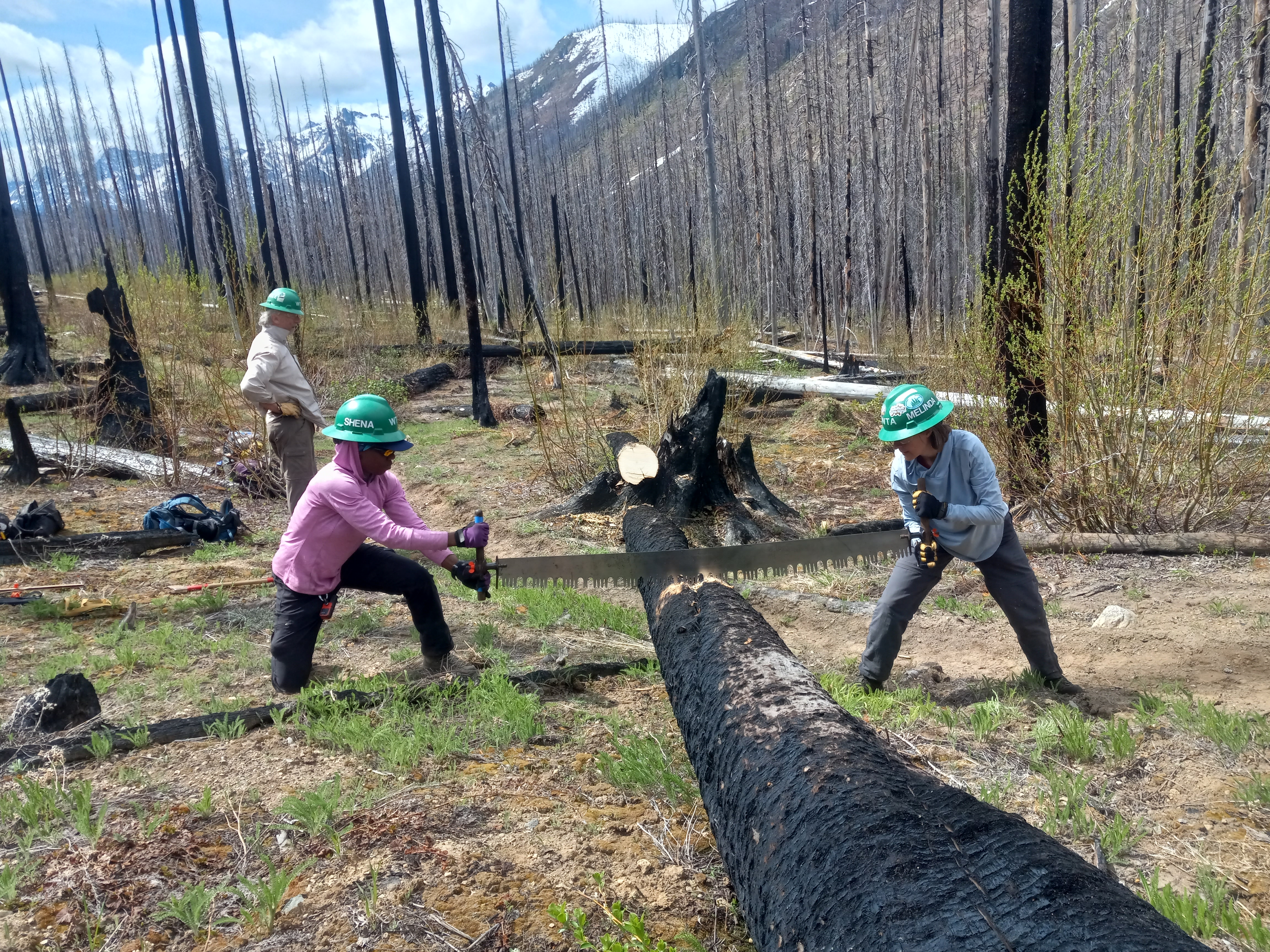 Crosscutting on the Entiat River Trail. Photo by Melissa Davis Two people cut a large log that sits on the ground. They're using a crosscut saw, and behind them is a nice view of steep mountains, dead trees and blue sky