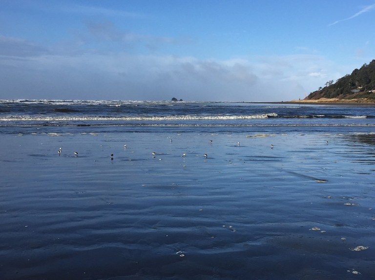 A gathering of birds on the beach at low tide. Griffiths-Priday State Park. Photo by naturegirlangie.