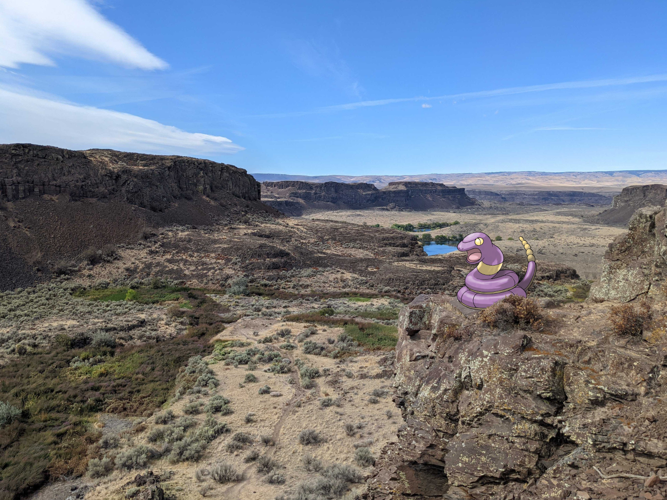 An Ekans twisted up on a rock perch at Ancient Lakes. Photo by Tiffany Chou. 