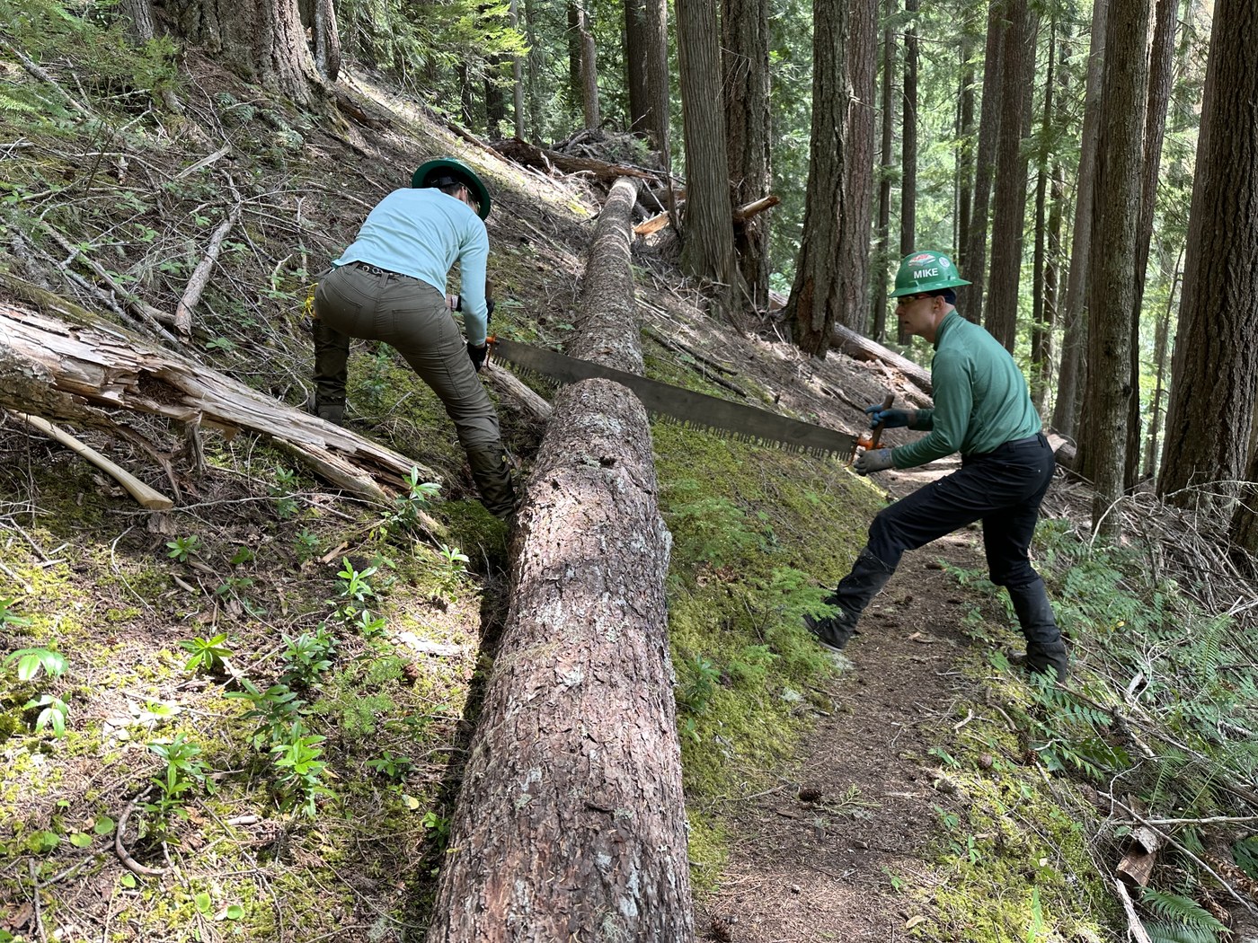 A crew sawing out a log on Angry Mountain Two people standing in the forest, one wearing a green hard hat and one wearing a blue, stand sideways to the camera and saw on a large log.