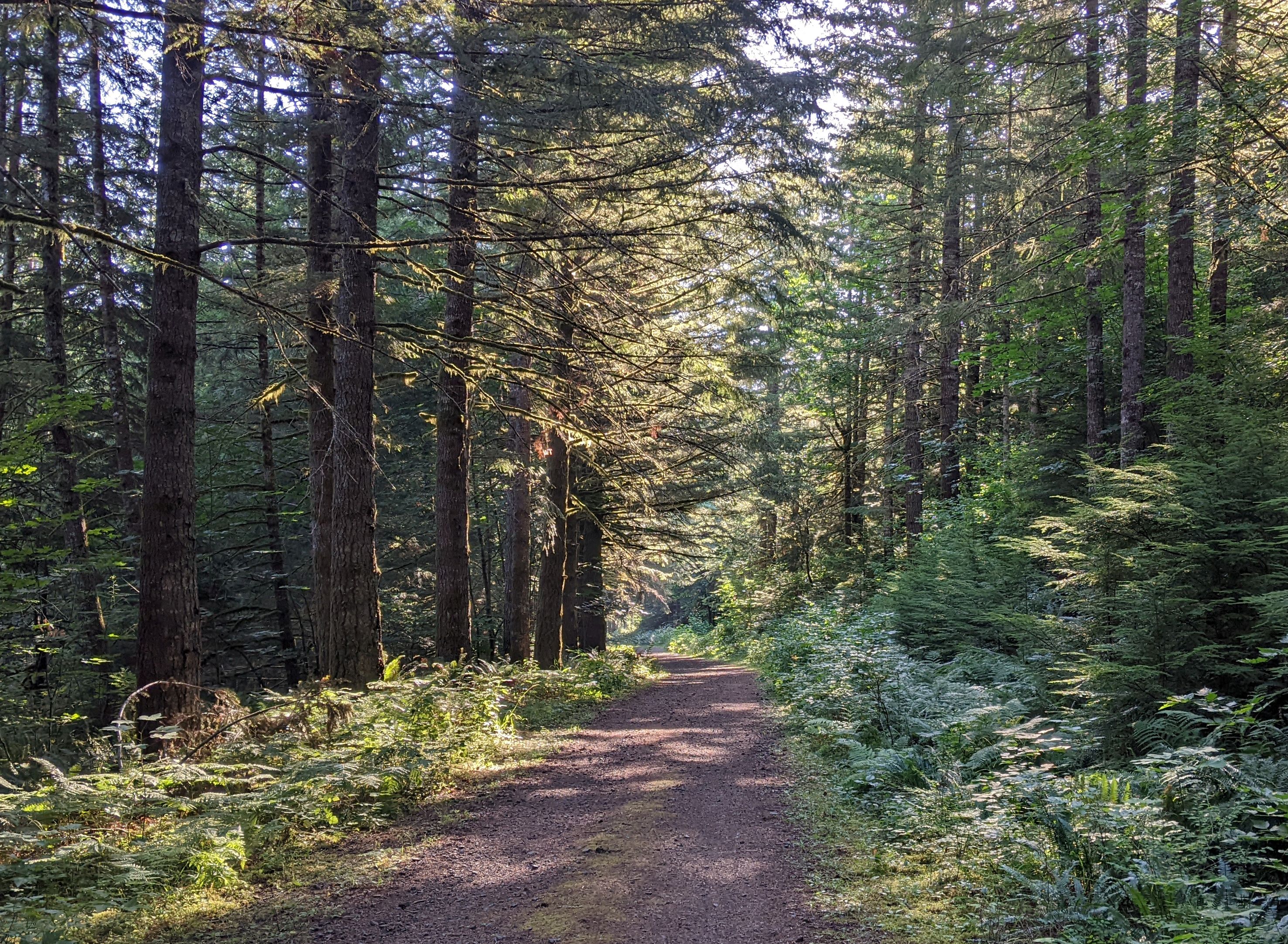 Shade under the trees on a forest road walk in Yacolt Burn State Forest on the Appaloosa Trail. Photo by Windwave.
