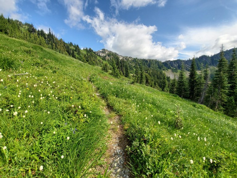 Approaching LaCrosse Pass. Photo by D. Baxter. A grassy meadow leading to a mountain pass.