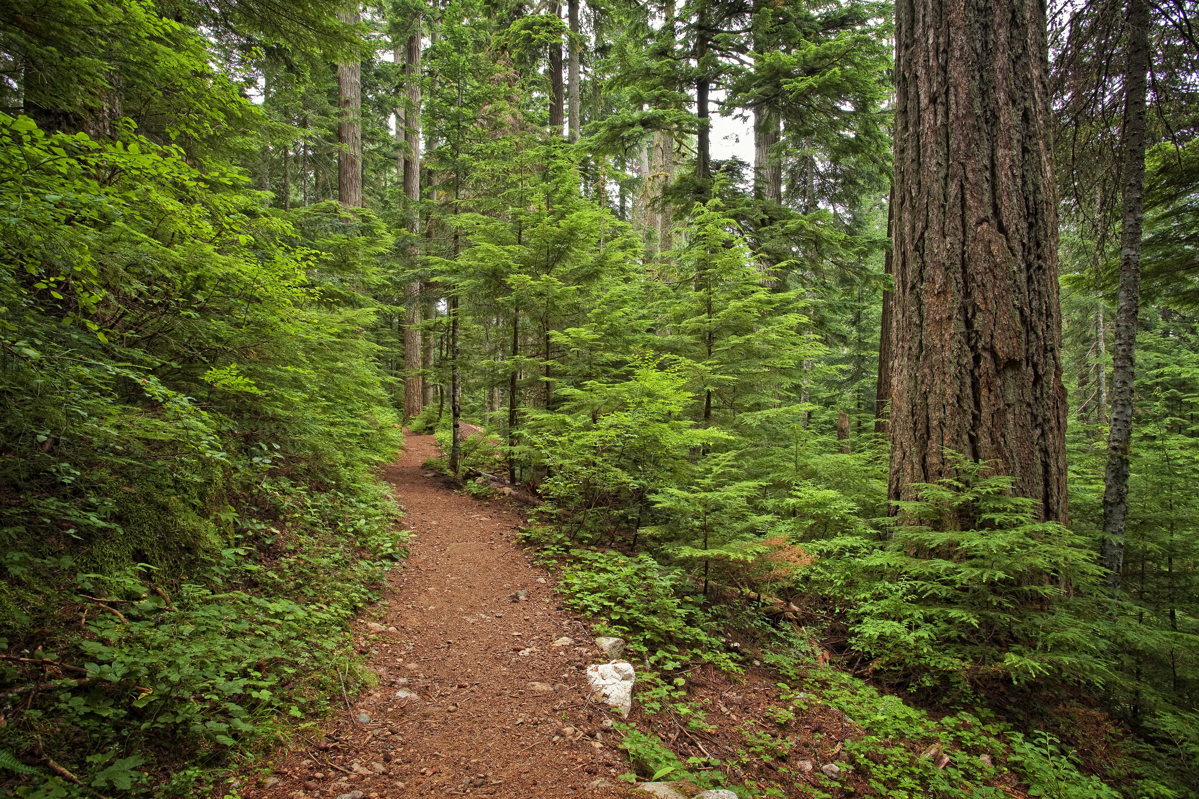 Asahel Curtis Nature Trail-8.7.2010-Aaron Bates..jpg