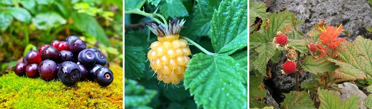 berries.jpg