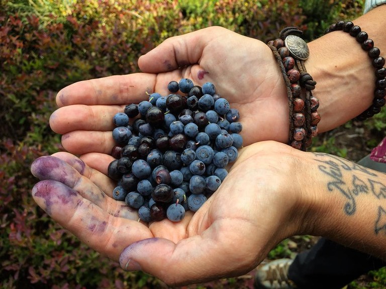 Berries.jpg