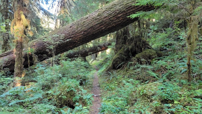 Bogachiel River Trail Photo of a trail through green forest area with two fallen trees over the trail