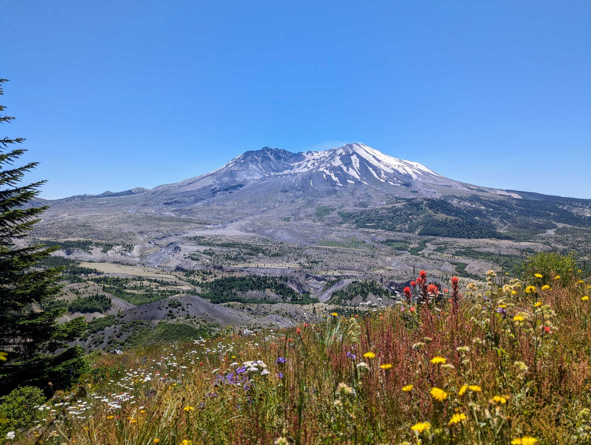 Mount St. Helens with wildflowers on the Boundary Trail. Photo by trip reporter Christa Linn. 